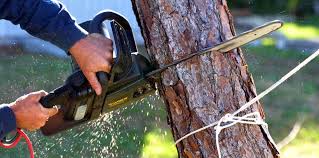 Trusted White Center, WA  Tree Services Experts