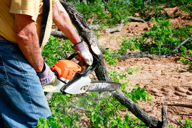 How Our Tree Care Process Works  in  White Center, WA